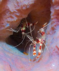 Banded Coral Shrimp in Azure Sponge. Roatan, Bay Islands.... by Jennifer Temple 